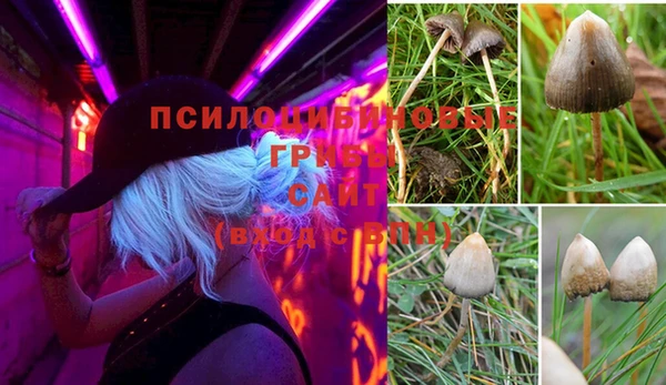 сатива Абаза
